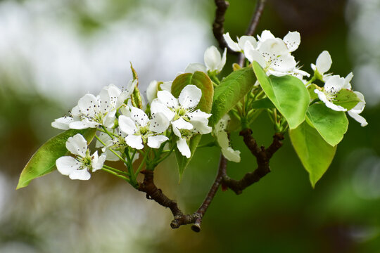 47 最適な ズミの花 画像 ストック写真 ベクター Adobe Stock 47 最適な ズミの花 画像 ストック写真 ベクター Adobe Stock