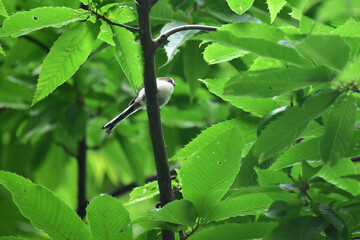 木に止まるシマエナガの幼鳥