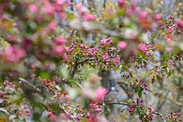 crab apple flower buds in spring