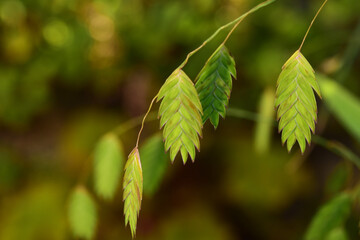 コバンソウのアップ