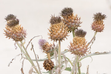 dried thistle flower