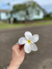 A single plumeria flower