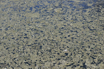 pond scum texture