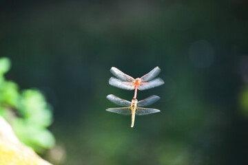 dragonfly on a flower