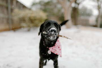 A black lab mix plays with a stick in the snow
