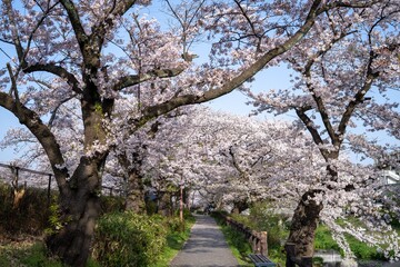 桜の咲く散歩道