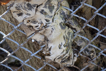 chain link fence enmeshed in old wood