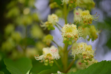 aesculus, buckeye and horse chestnut flowering tree