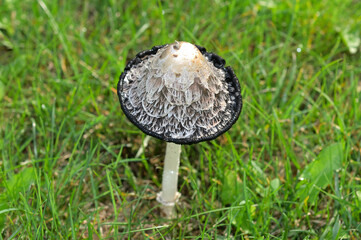 mushroom in the grass