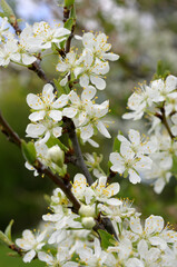 pear tree blossoms at spring