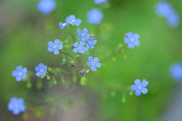close up of myosotis or forget-me-nots on a green background