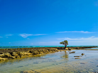 Árvore isolada com raiz em recife de coral durante a maré baixa
