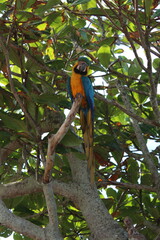 Tropical Bird at Saquarema Beach by Christian Gintner
