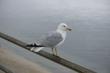 seagull on a metal barrier, cloudy weather