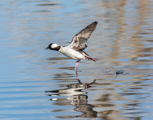 Bufflehead drake walking across water during takeoff 