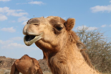 Fototapeta premium Camels in the DUBAI desert by Christian Gintner