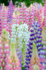 ルピナスの花壇