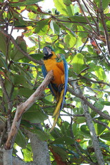 Tropical Bird at Saquarema Beach by Christian Gintner