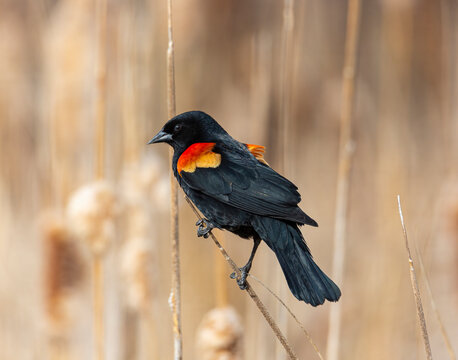 Red winged blackbird perched on cattail