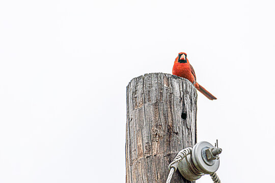 Red bird sits on top of a power pole.