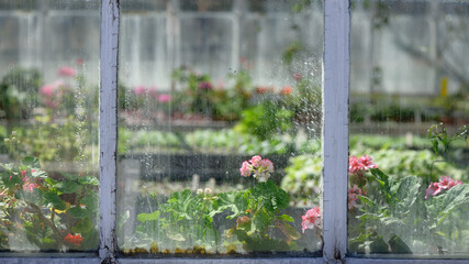 geraniums growing in a hothouse or greenhouse 