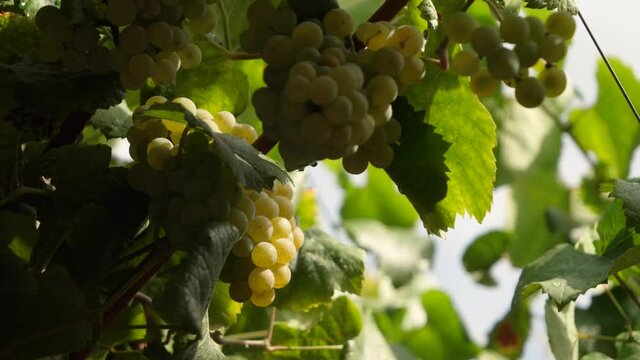 Beautiful white grape bunch in summer in a vineyard in Spain. Close up in slow motion