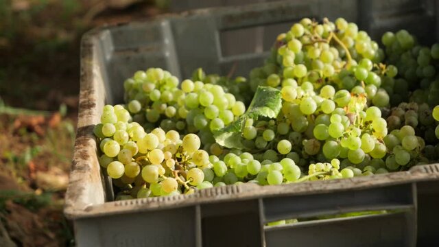 Fresh collected grapes in a box at vineyard on sunny day. Close up in slow motion