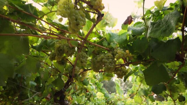 Travelling through a vineyard with hanging bunches of grapes in Galicia