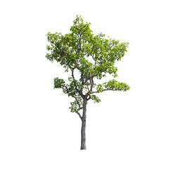 Obraz premium Tree isolated on white background.