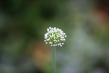 white flowers in the garden