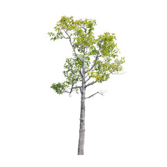 Tree isolated on white background.