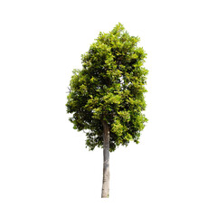 Tree isolated on white background.