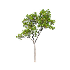 Tree isolated on white background.