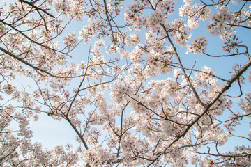 チェリーロードの満開の桜（島根県松江市）