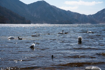 春先の白鳥と湖