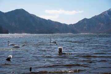 春先の白鳥と湖