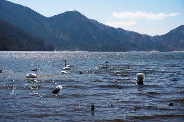 春先の白鳥と湖