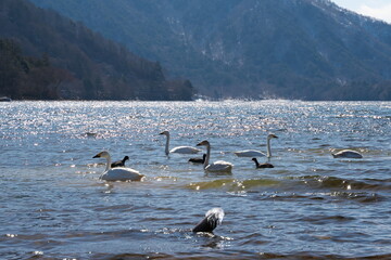 春先の白鳥と湖