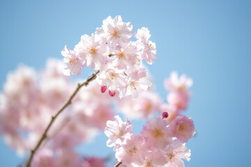 青空と八重桜（島根県安来市清水寺）