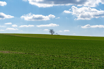 Agriculture field with green plants and trees. Blue sky with white clouds on the horizon. Rural landscape scenery on a sunny day. Idyllic countryside nature.