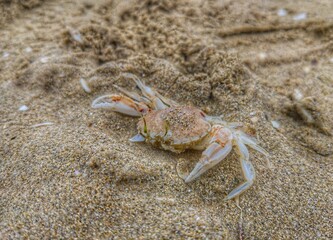 crab on the sand