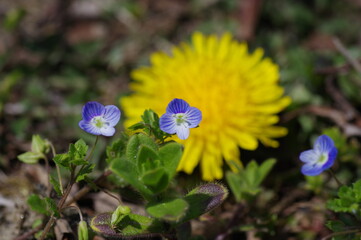 Fototapeta premium オオイヌノフグリ