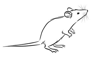Rat sketch image on white background