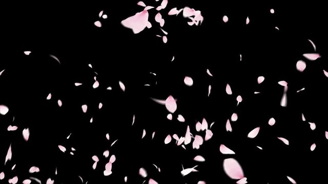 Cherry Blossom Explosion alpha channel. Easy to use place on footage or background.