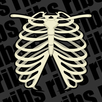 Image of a part of a human skeleton. Anatomical image. Human ribs.