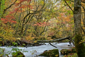 晩秋の奥入瀬渓流の紅葉情景＠青森