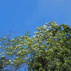 青空バックに咲く満開のアオダモの花