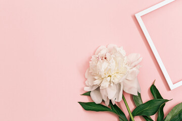 White peony flower on pastel pink background with white frame for text messange. Summer blossoming bright peony