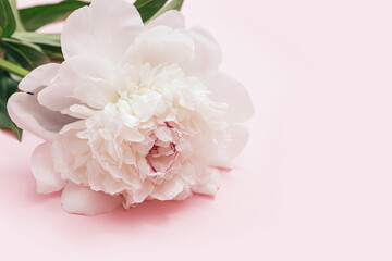 White peony flower on pink background with copy space. Flowery postcard for summer holiday