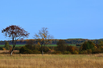Fototapeta premium Panorama of the autumn landscape. Two trees without leaves against the blue sky among the yellow meadow grass. High quality photo
